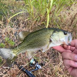 ラージマウスバス