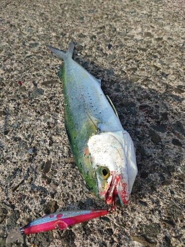 シイラの釣果