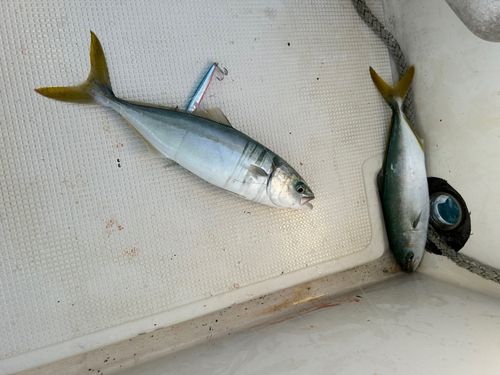 有磯海