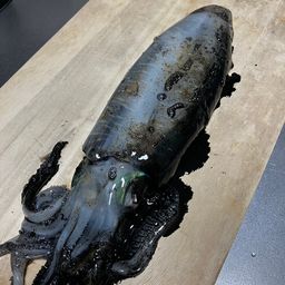 アオリイカ