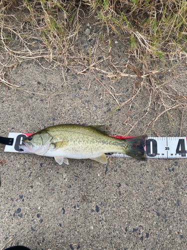 ラージマウスバスの釣果