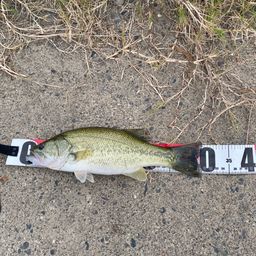 ラージマウスバス