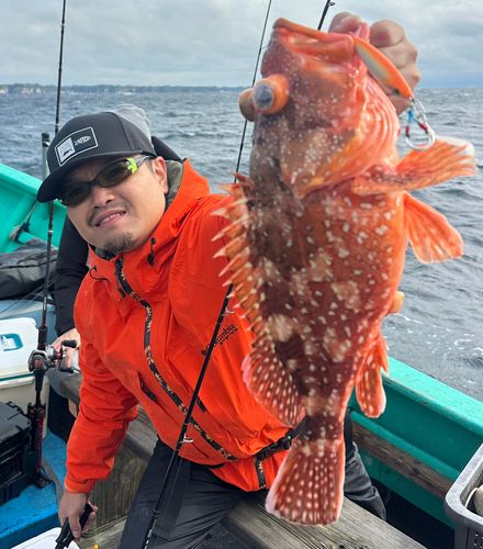 ウッカリカサゴの釣果