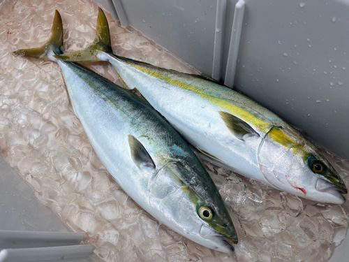 ワラサの釣果