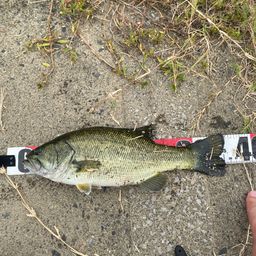 ラージマウスバス