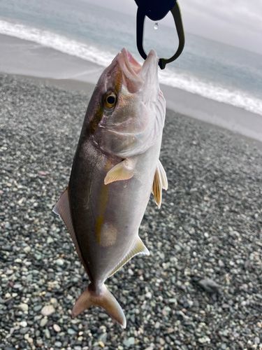 ショゴの釣果