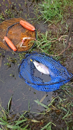 ニジマスの釣果