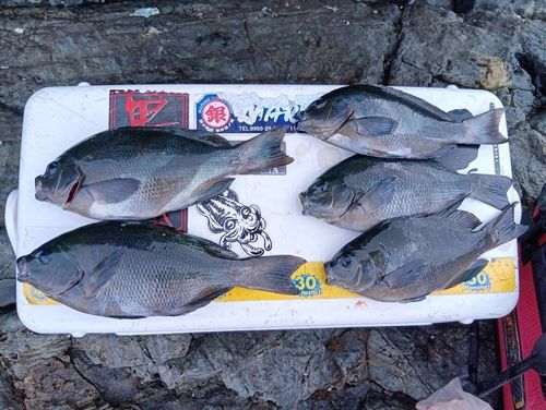 メジナの釣果