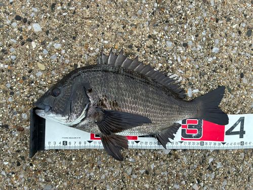 クロダイの釣果