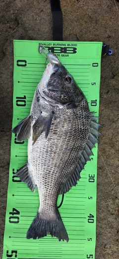 チヌの釣果