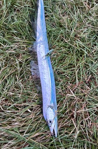タチウオの釣果