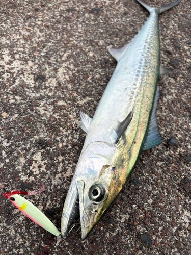 サゴシの釣果