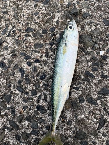 サバの釣果