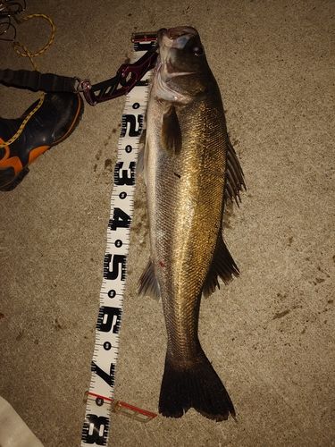シーバスの釣果