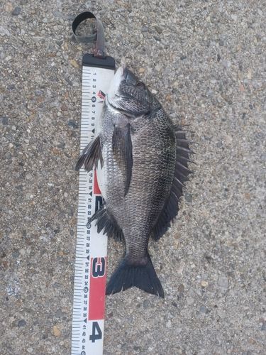クロダイの釣果
