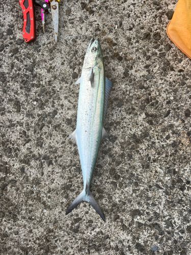 サゴシの釣果