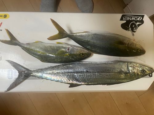サゴシの釣果