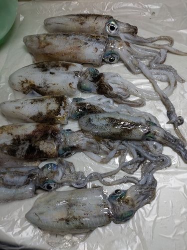 鞠山海遊パーク