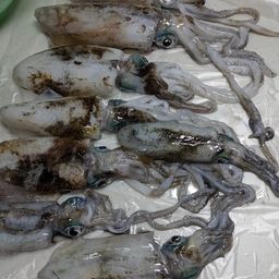 アオリイカ
