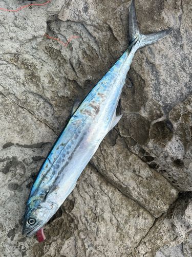 サゴシの釣果
