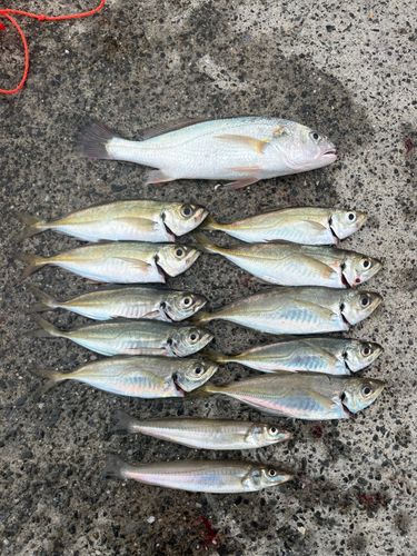 大津漁港