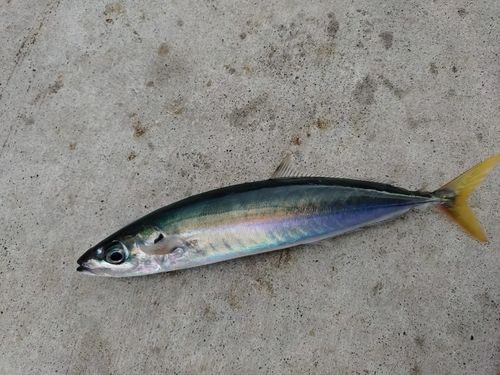 ムロアジの釣果