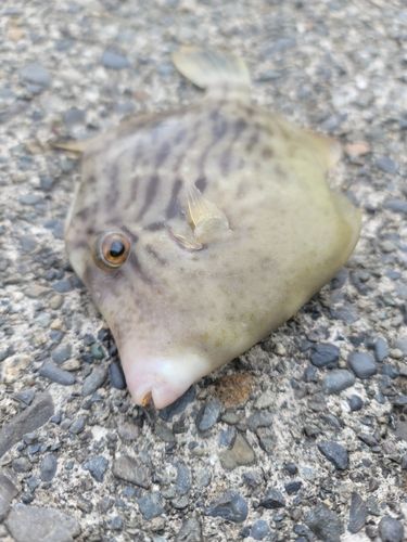 カワハギの釣果