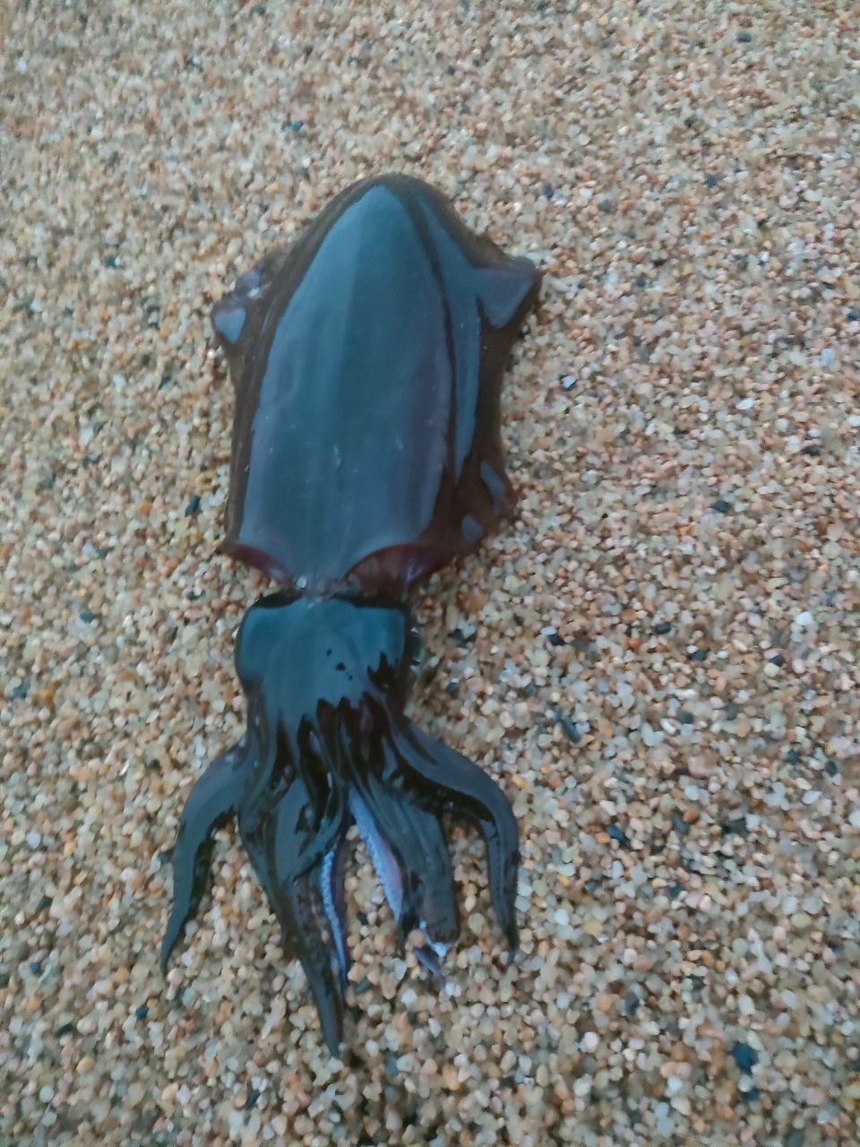 SHIMANO 22セフィア BB S86MLの最安値・インプレ・釣果 | 本音の