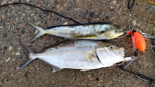 カンパチの釣果