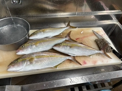 カンパチの釣果