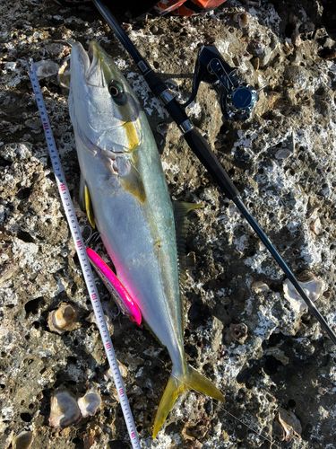 ヒラマサの釣果