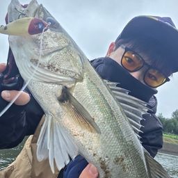 シーバス