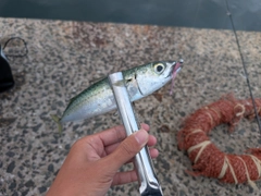 マサバの釣果