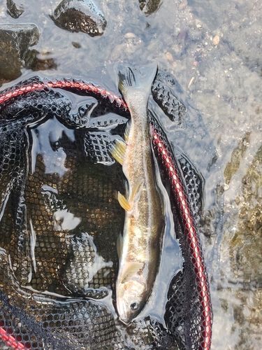 アユの釣果