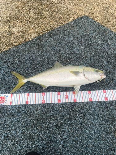 ハマチの釣果