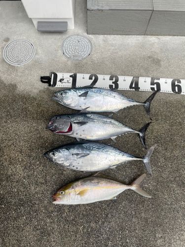 スマガツオの釣果