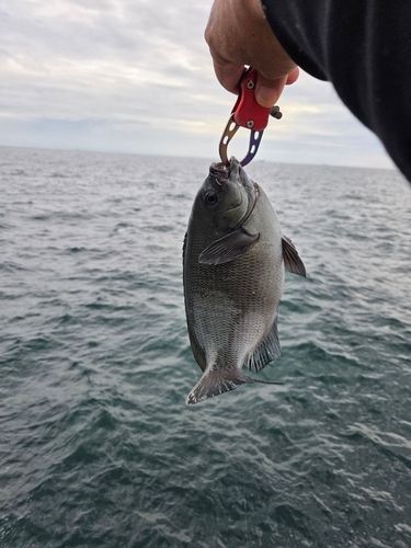 グレの釣果