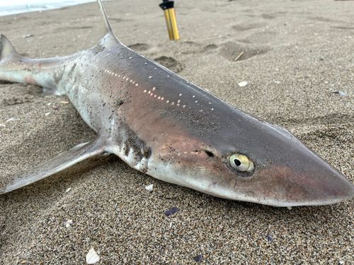 ホシザメの釣果