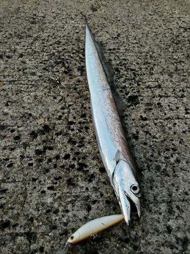 タチウオの釣果