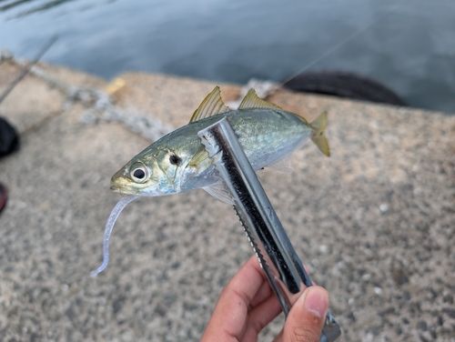 マルアジの釣果