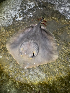 エイの釣果