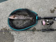 アイナメの釣果