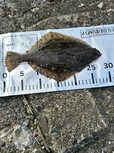 イシモチの釣果