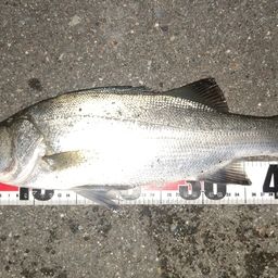 セイゴ（ヒラスズキ）