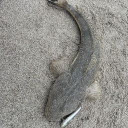 マゴチ