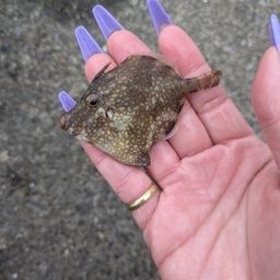 アミメハギ