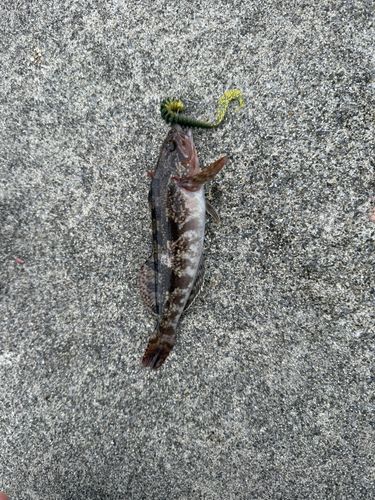 アイナメの釣果