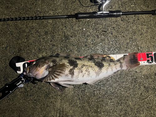 アイナメの釣果