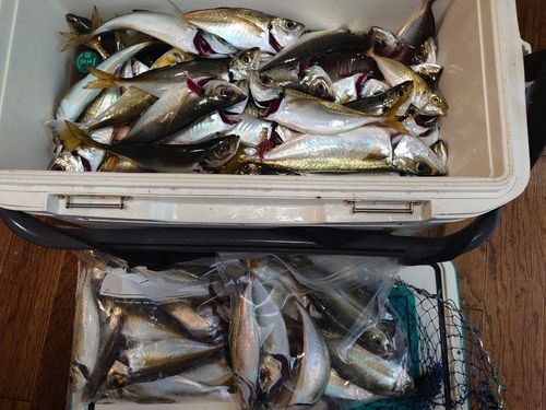 マアジの釣果