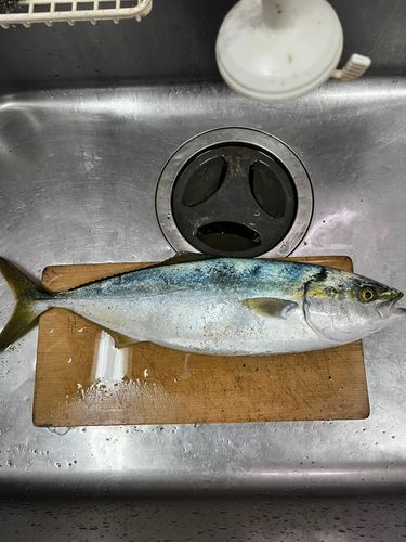 ハマチの釣果